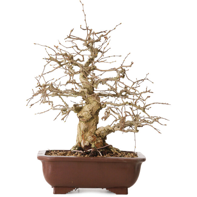 Carpinus coreana, 36 cm, ± 20 jaar oud, met een nebari van 13 cm