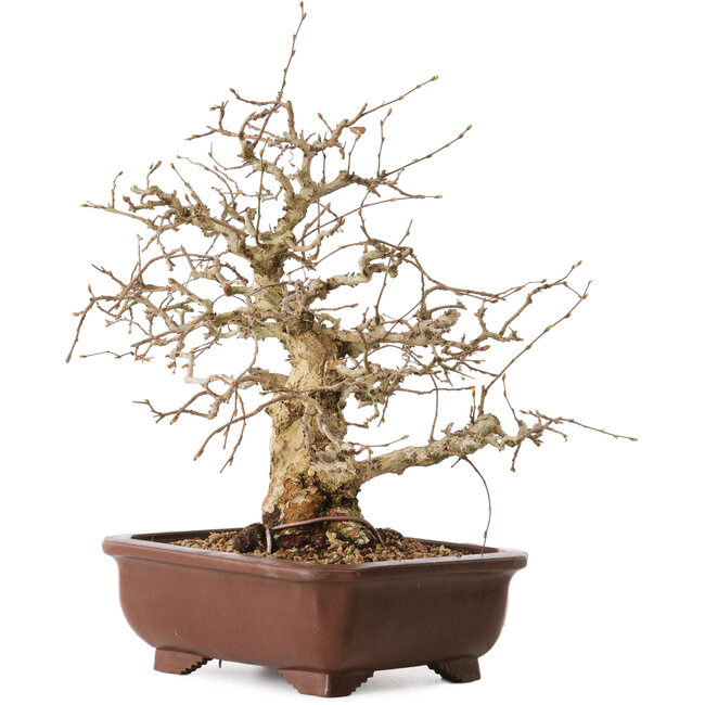Carpinus coreana, 36 cm, ± 20 jaar oud, met een nebari van 13 cm