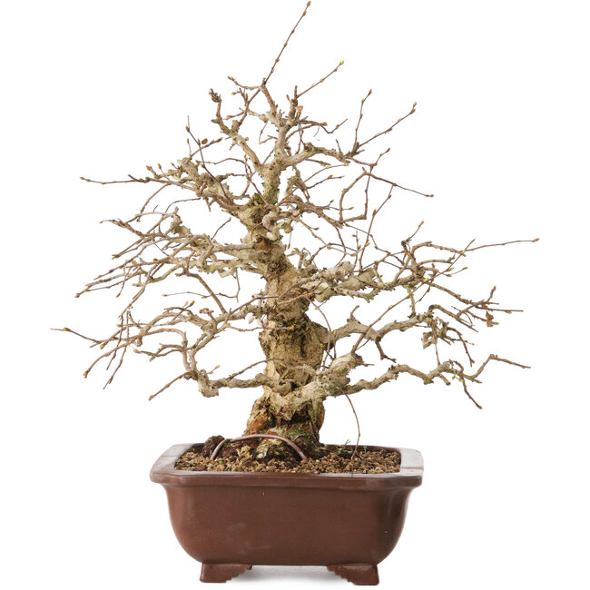 Carpinus coreana, 36 cm, ± 20 años, con un nebari de 13 cm