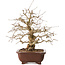 Carpinus coreana, 36 cm, ± 20 anni, con nebari di 13 cm