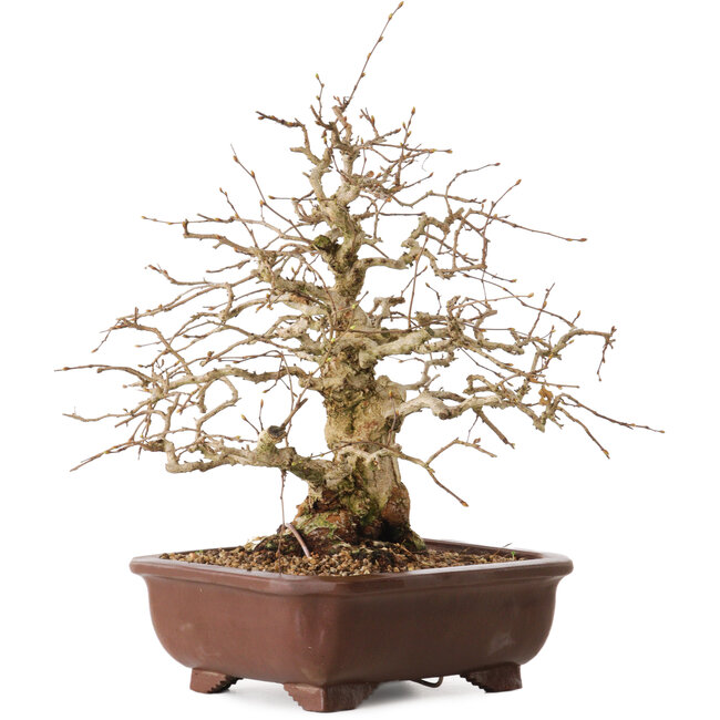 Carpinus coreana, 36 cm, ± 20 years old, with a nebari of 13 cm
