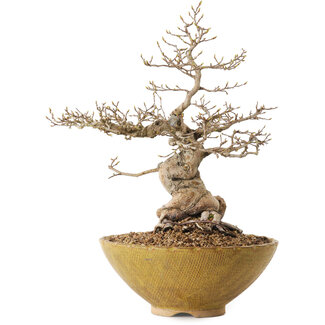 Carpinus coreana, 32 cm, ± 20 años de edad