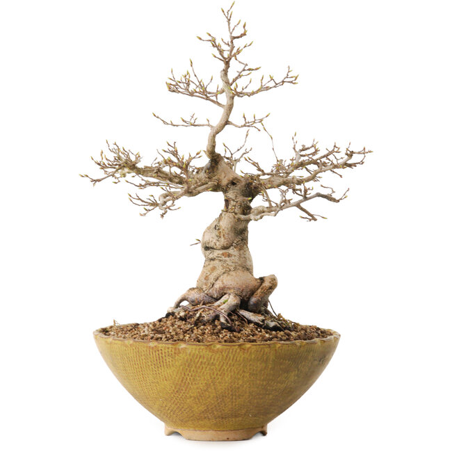 Carpinus coreana, 32 cm, ± 20 years old, with a nebari of 13 cm