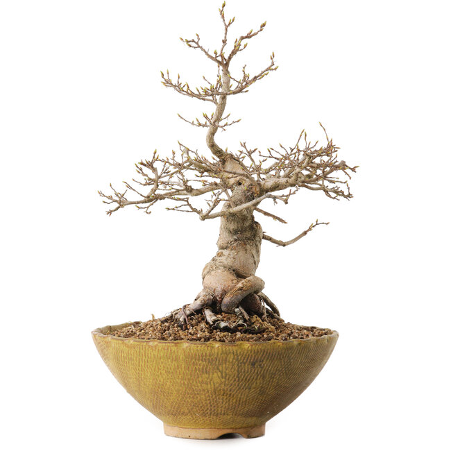 Carpinus coreana, 32 cm, ± 20 jaar oud, met een nebari van 13 cm