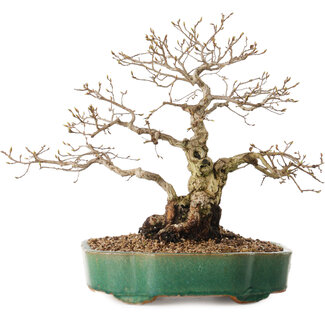 Carpinus coreana, 35 cm, ± 20 anni