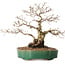 Carpinus coreana, 35 cm, ± 20 anni, con nebari di 15 cm