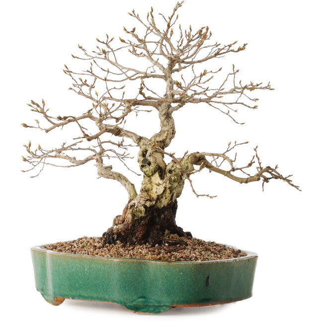 Carpinus coreana, 35 cm, ± 20 anni, con nebari di 15 cm