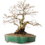 Carpinus coreana, 35 cm, ± 20 anni, con nebari di 15 cm