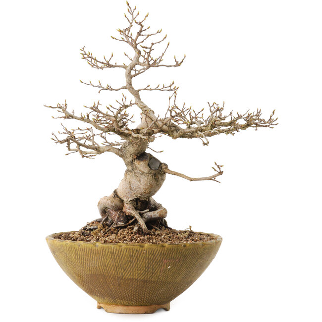 Carpinus coreana, 32 cm, ± 20 Jahre alt, mit einem Nebari von 13 cm