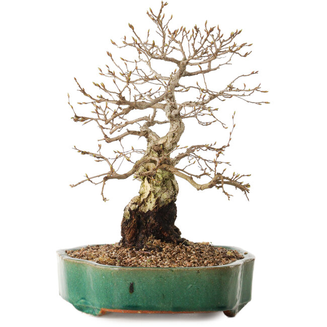 Carpinus coreana, 35 cm, ± 20 años, con un nebari de 15 cm