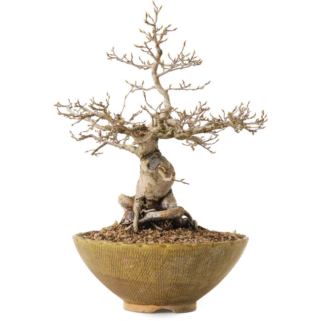 Carpinus coreana, 32 cm, ± 20 jaar oud, met een nebari van 13 cm