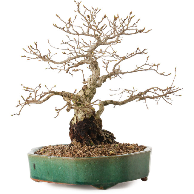 Carpinus coreana, 35 cm, ± 20 jaar oud, met een nebari van 15 cm