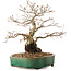 Carpinus coreana, 35 cm, ± 20 years old, with a nebari of 15 cm