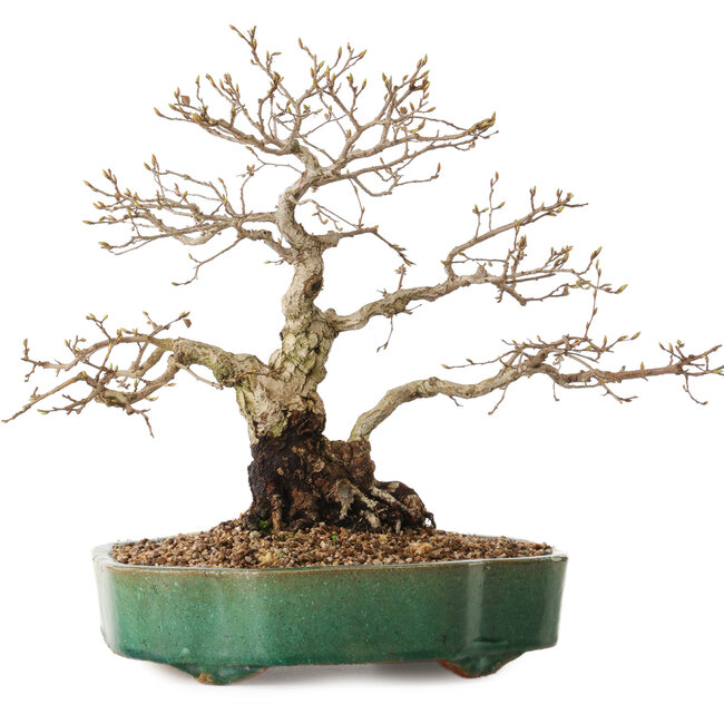 Carpinus coreana, 35 cm, ± 20 años, con un nebari de 15 cm