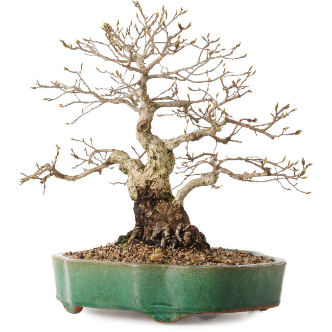 Carpinus coreana, 35 cm, ± 20 años, con un nebari de 15 cm