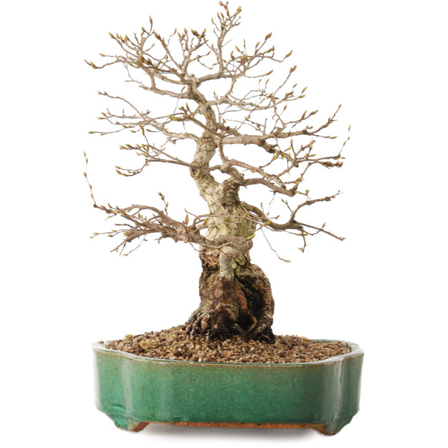 Carpinus coreana, 35 cm, ± 20 años, con un nebari de 15 cm