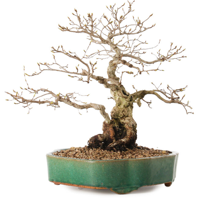 Carpinus coreana, 35 cm, ± 20 years old, with a nebari of 15 cm