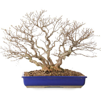 Carpinus coreana, 43 cm, ± 30 jaar oud