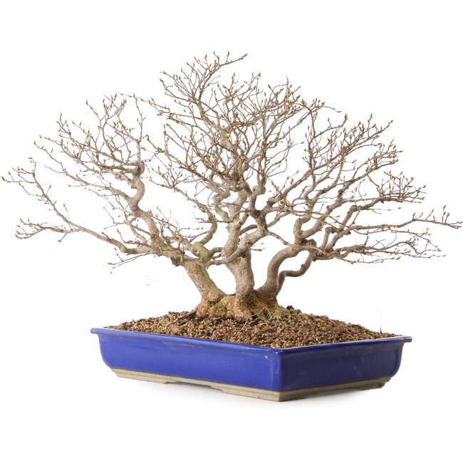 Carpinus coreana, 43 cm, ± 30 ans, avec un nebari de 18 cm