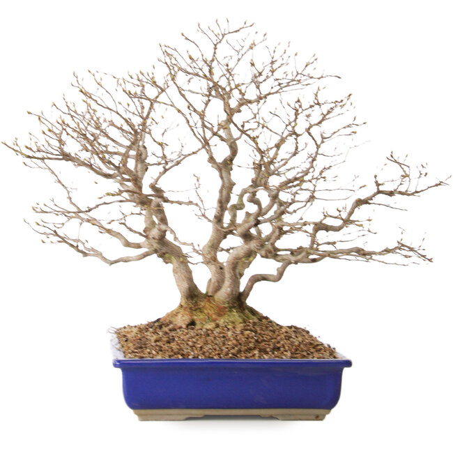 Carpinus coreana, 43 cm, ± 30 ans, avec un nebari de 18 cm