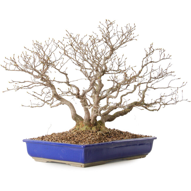 Carpinus coreana, 43 cm, ± 30 years old, with a nebari of 18 cm