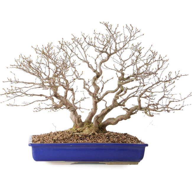 Carpinus coreana, 43 cm, ± 30 Jahre alt, mit einem Nebari von 18 cm