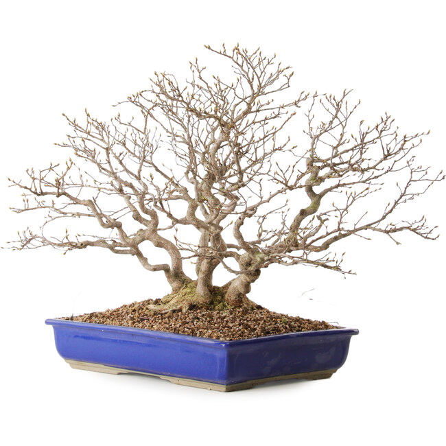 Carpinus coreana, 43 cm, ± 30 ans, avec un nebari de 18 cm
