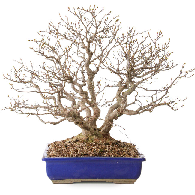 Carpinus coreana, 43 cm, ± 30 anni, con nebari di 18 cm