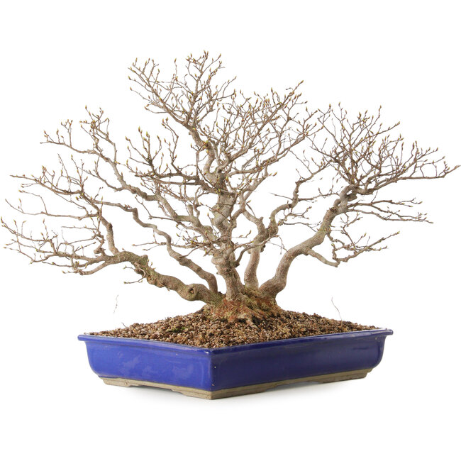 Carpinus coreana, 43 cm, ± 30 años, con un nebari de 18 cm