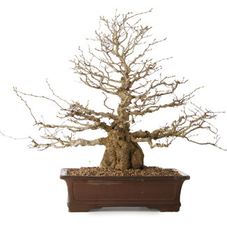Carpinus coreana, 59 cm, ± 25 años