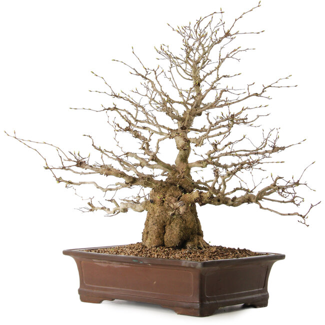 Carpinus coreana, 59 cm, ± 25 years old, with a nebari of 17 cm