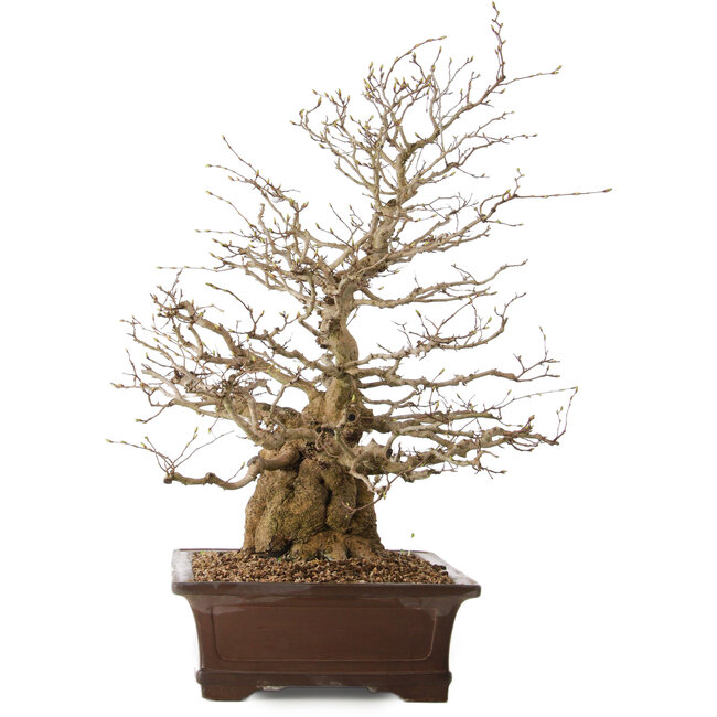 Carpinus coreana, 59 cm, ± 25 años, con un nebari de 17 cm