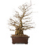 Carpinus coreana, 59 cm, ± 25 years old, with a nebari of 17 cm