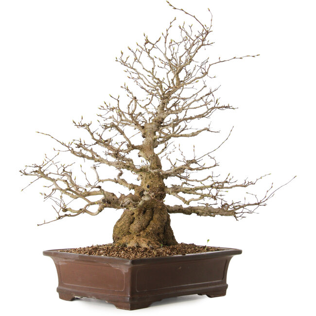 Carpinus coreana, 59 cm, ± 25 years old, with a nebari of 17 cm