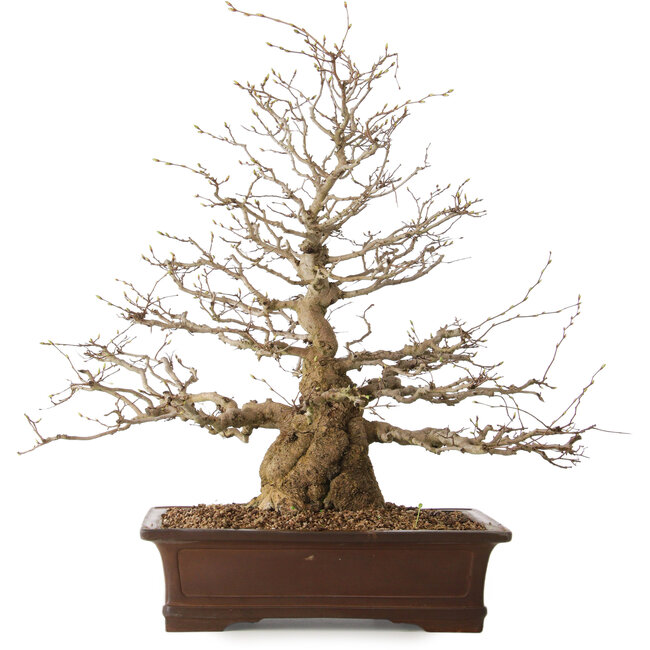 Carpinus coreana, 59 cm, ± 25 años, con un nebari de 17 cm