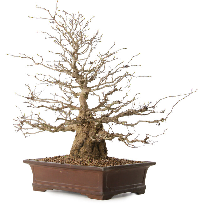 Carpinus coreana, 59 cm, ± 25 años, con un nebari de 17 cm