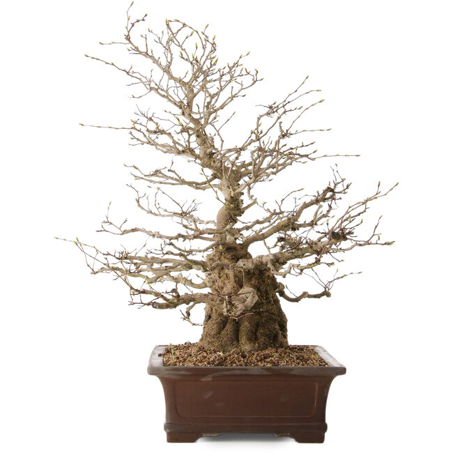 Carpinus coreana, 59 cm, ± 25 años, con un nebari de 17 cm