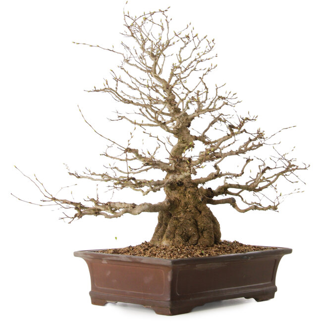 Carpinus coreana, 59 cm, ± 25 años, con un nebari de 17 cm