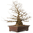 Carpinus coreana, 59 cm, ± 25 years old, with a nebari of 17 cm