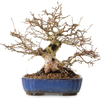 Carpinus coreana, 26 cm, ± 25 jaar oud