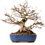 Carpinus coreana, 26 cm, ± 25 anni, con nebari di 12 cm