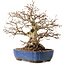 Carpinus coreana, 26 cm, ± 25 anni, con nebari di 12 cm
