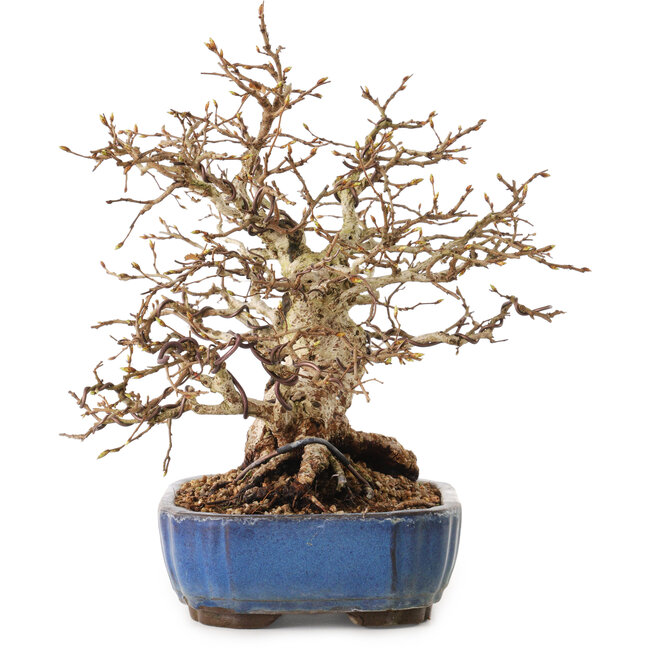 Carpinus coreana, 26 cm, ± 25 anni, con nebari di 12 cm