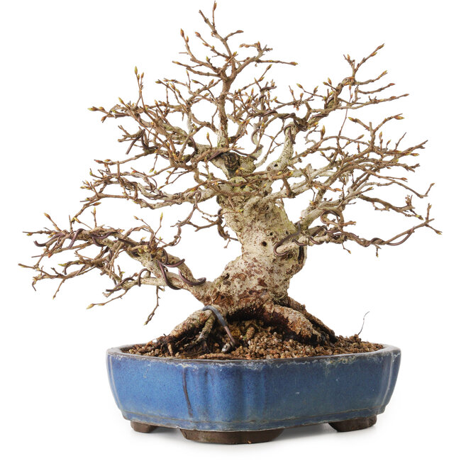 Carpinus coreana, 26 cm, ± 25 ans, avec un nebari de 12 cm