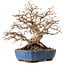 Carpinus coreana, 26 cm, ± 25 anni, con nebari di 12 cm