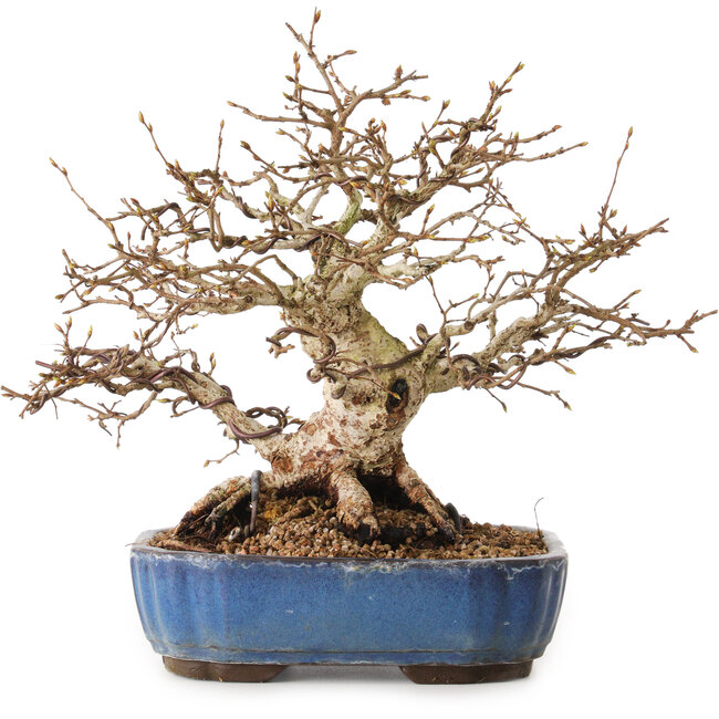 Carpinus coreana, 26 cm, ± 25 jaar oud, met een nebari van 12 cm