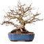 Carpinus coreana, 26 cm, ± 25 anni, con nebari di 12 cm