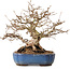 Carpinus coreana, 26 cm, ± 25 years old, with a nebari of 12 cm