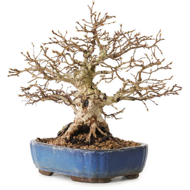Carpinus coreana, 26 cm, ± 25 years old, with a nebari of 12 cm