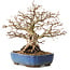Carpinus coreana, 26 cm, ± 25 anni, con nebari di 12 cm